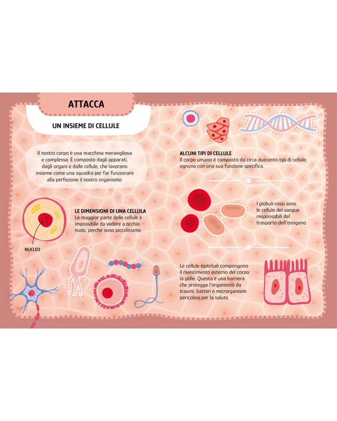 Sassi Yunior Editore - Il corpo umano - Libro attività arts & crafts