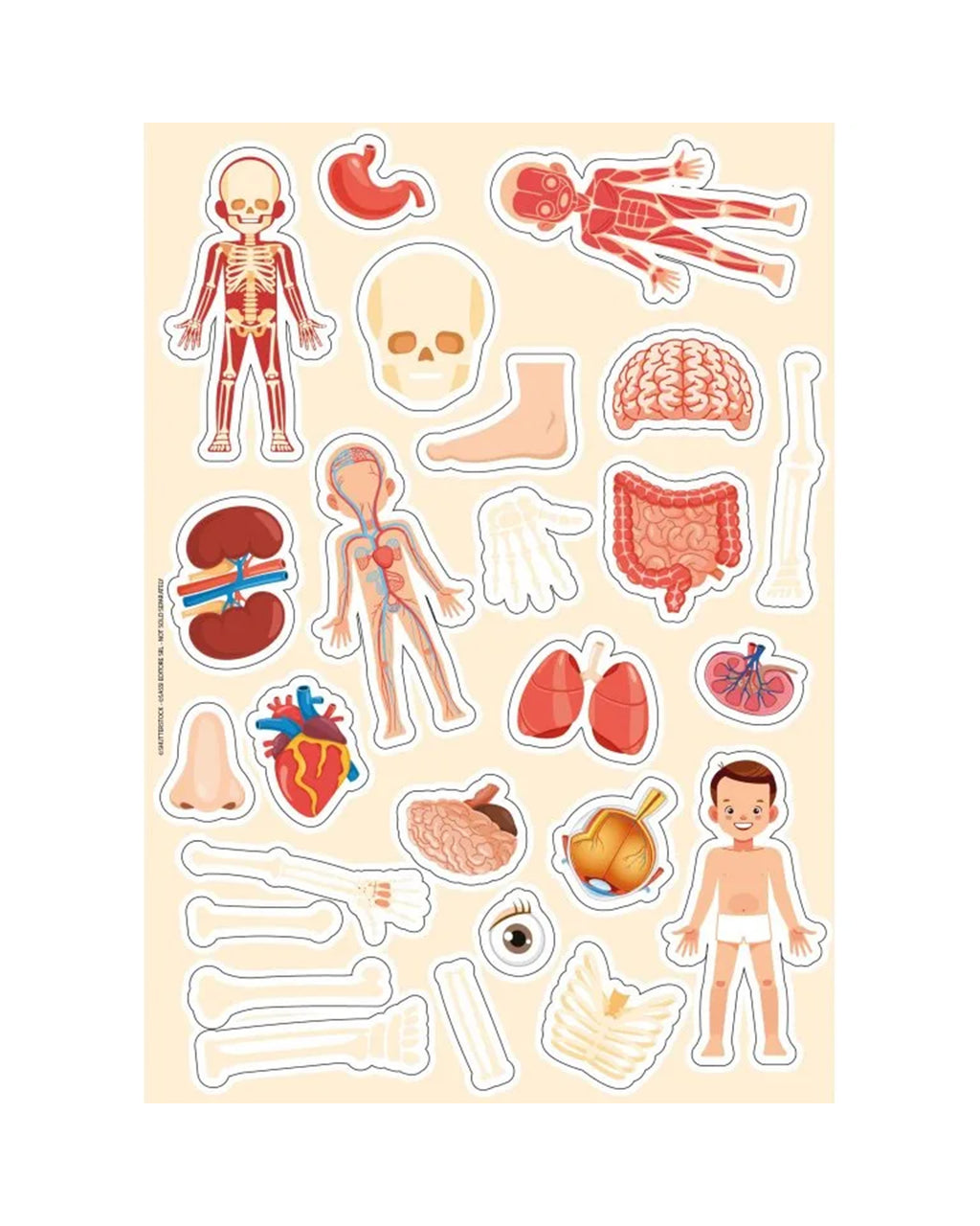 Sassi Yunior Editore - Il corpo umano - Libro attività arts & crafts